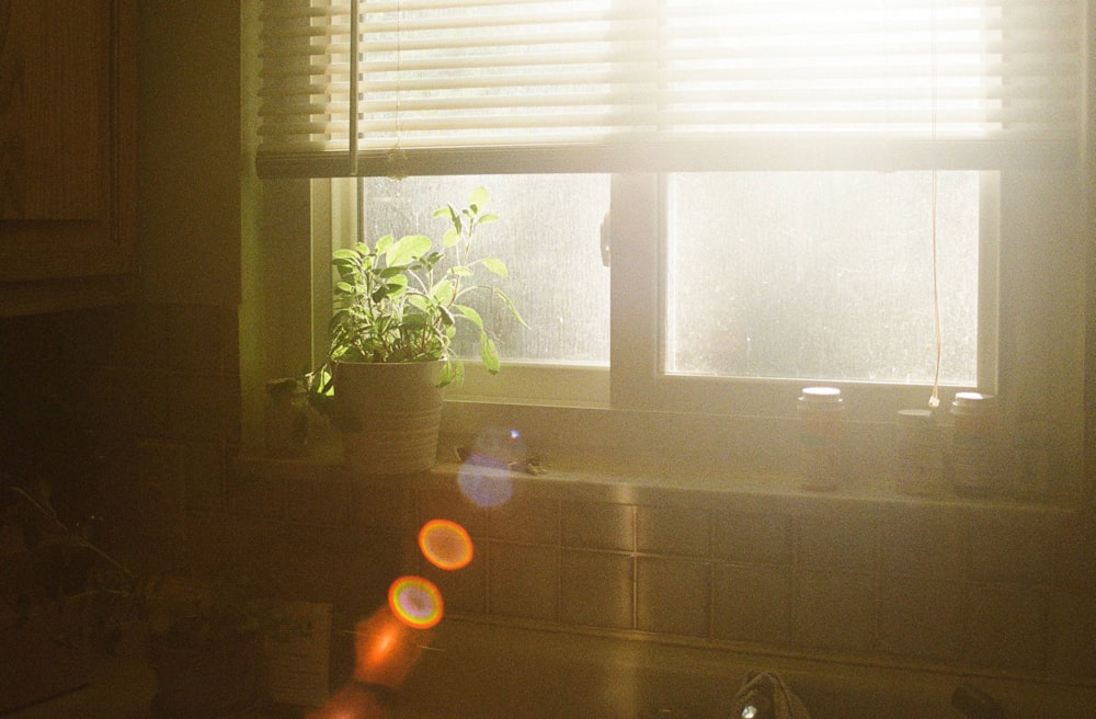 A sunlit kitchen window in the morning